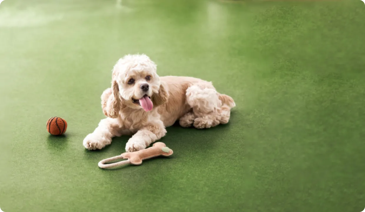 フロアに伏せる笑顔の犬