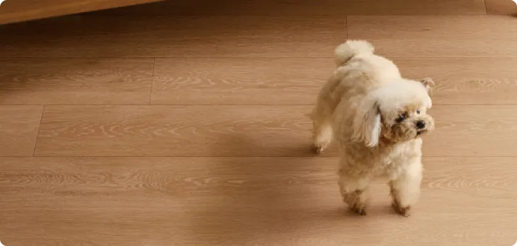 わんにゃん消臭フロア施工後のイメージ画像